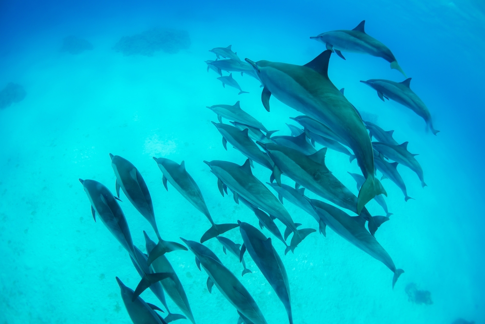 Freediving,With,Free,Dolphins,From,Sataya,Bay,Egypt