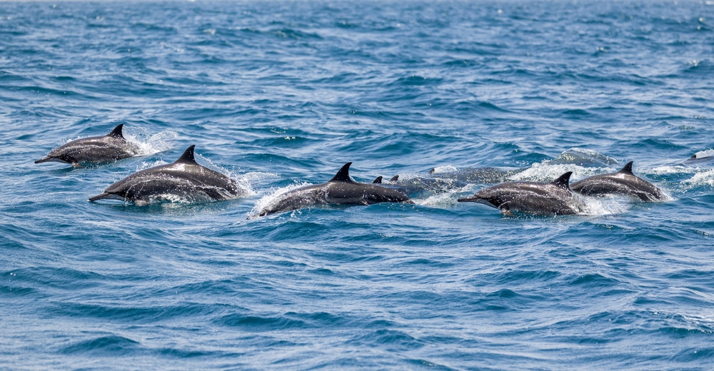 A,Pod,Of,Dolphins,Off,The,Coast,Of,Muscat,In